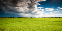 rice paddy fields