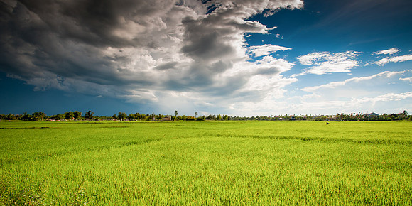 rice paddy fields